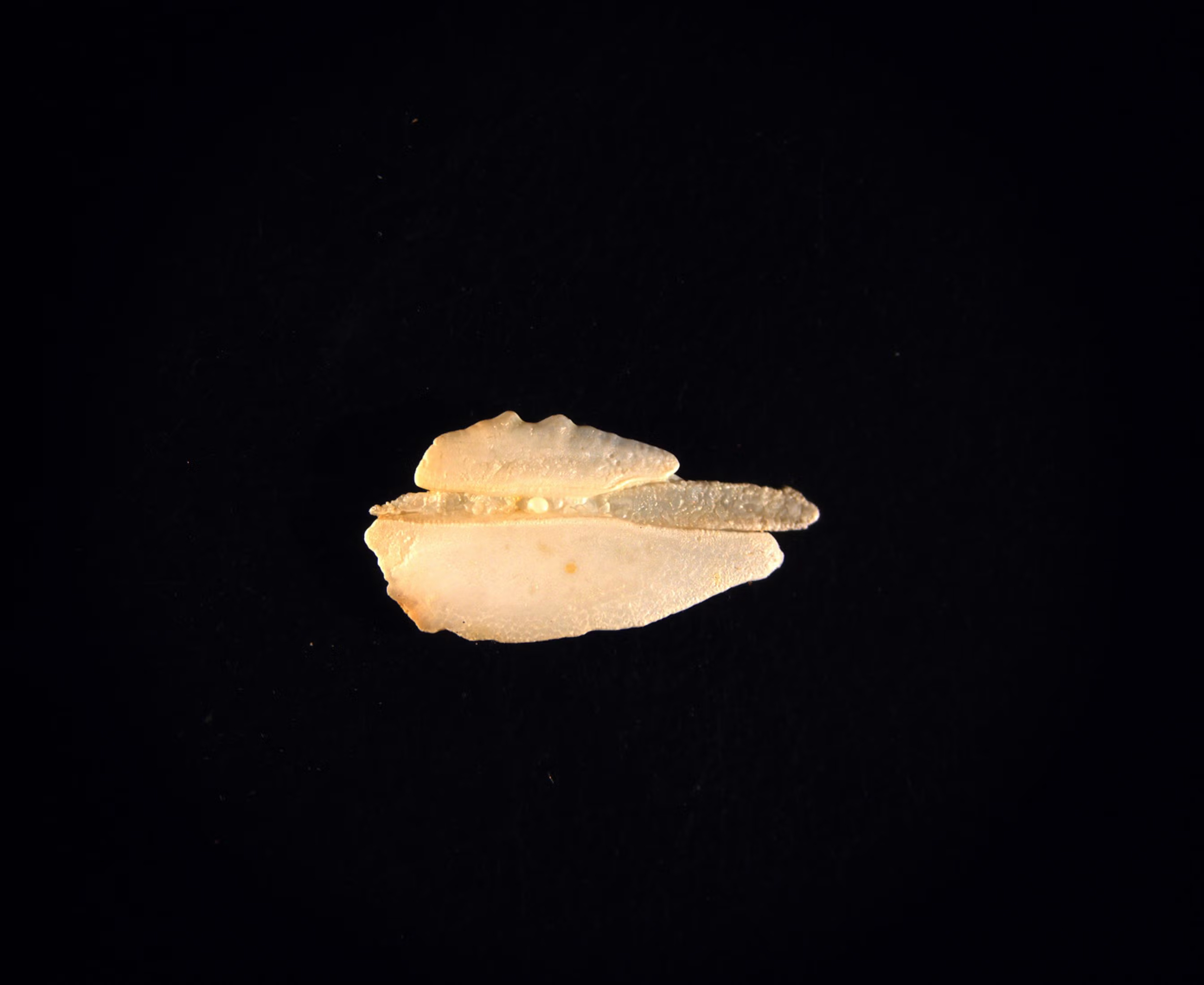 A fish otolith (ear bone)