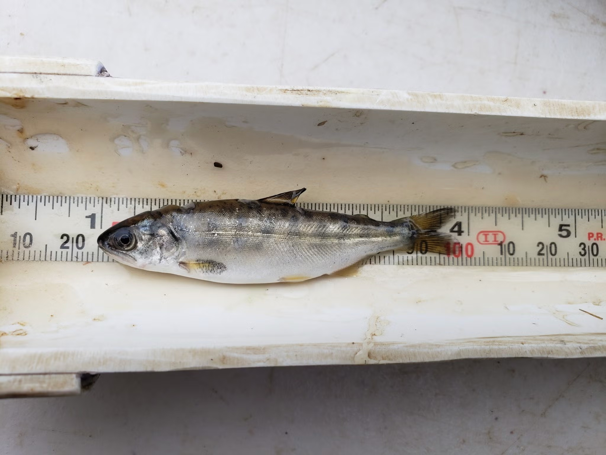 A 4-inch-long dead fish on top of a measuring tape