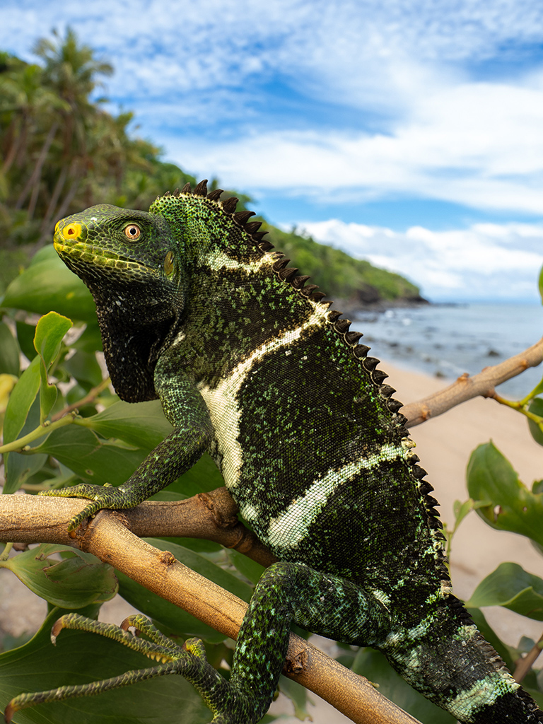 An iguana with pale bands on dark green sits on a branch with the ocean behind