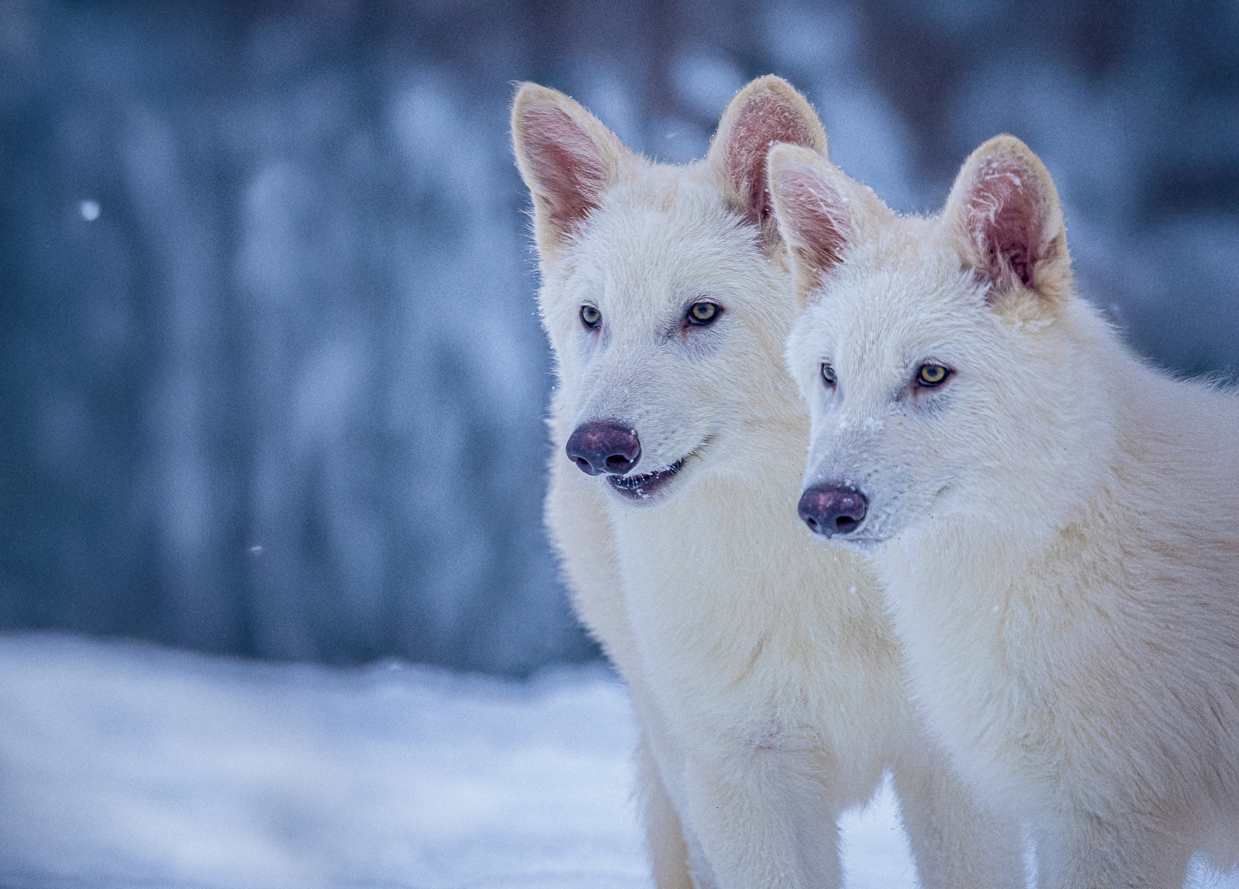 Two white wolf-like animals, Dire Wolves, stare off-camera on a snowy landscape