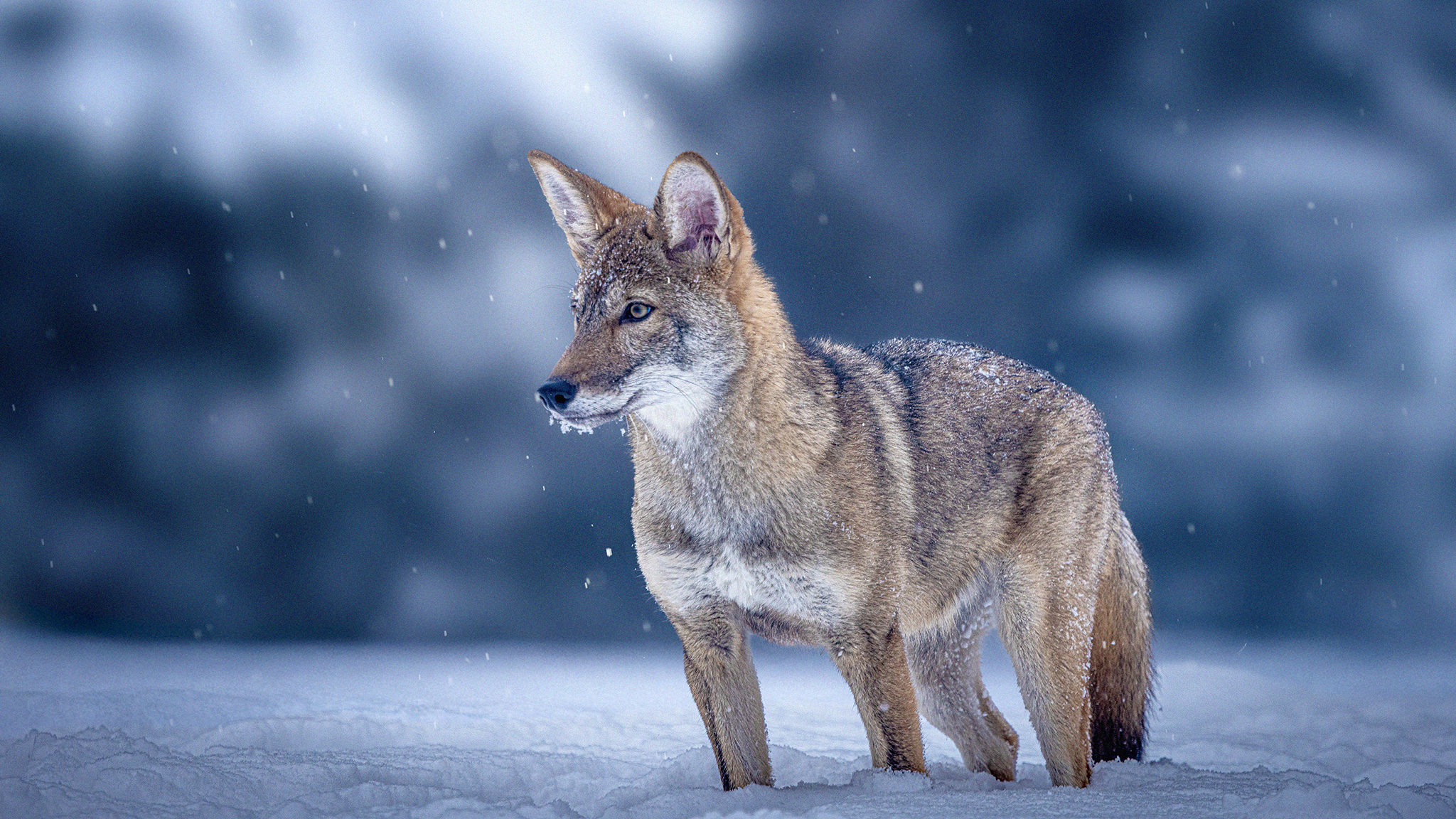 A red wolf looks off camera, poised, in a snowy landscape