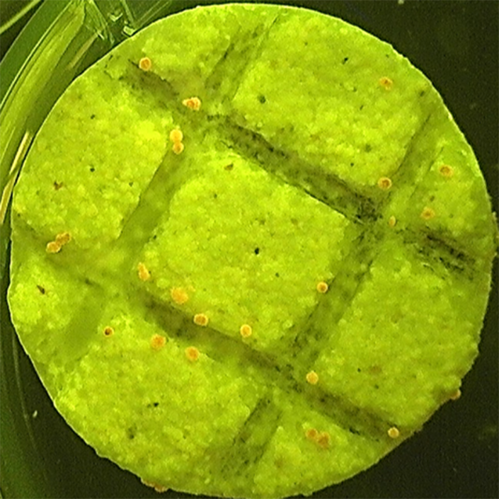 A bumpy, bright green circle with a crosshatch pattern embedded on the surface, studded with small yellow dots.