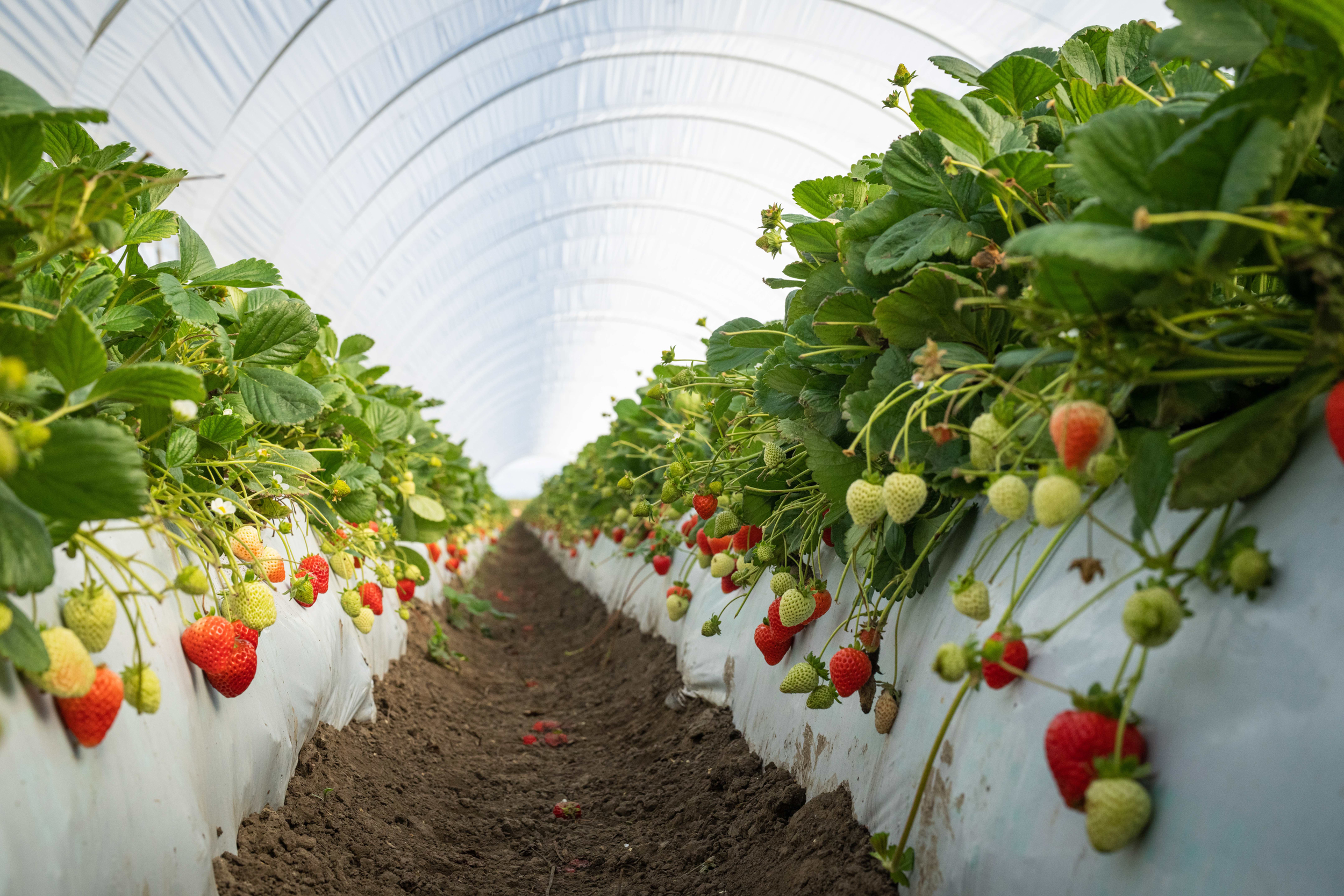A row of strawberries grown under a large white tarp / in a greenhouse