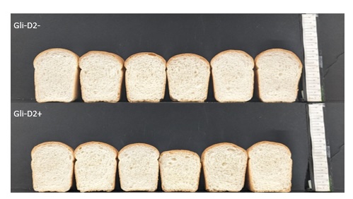 A photo with two rows of bread, one with gluten genes removed, one with them. The loaves look basically the same