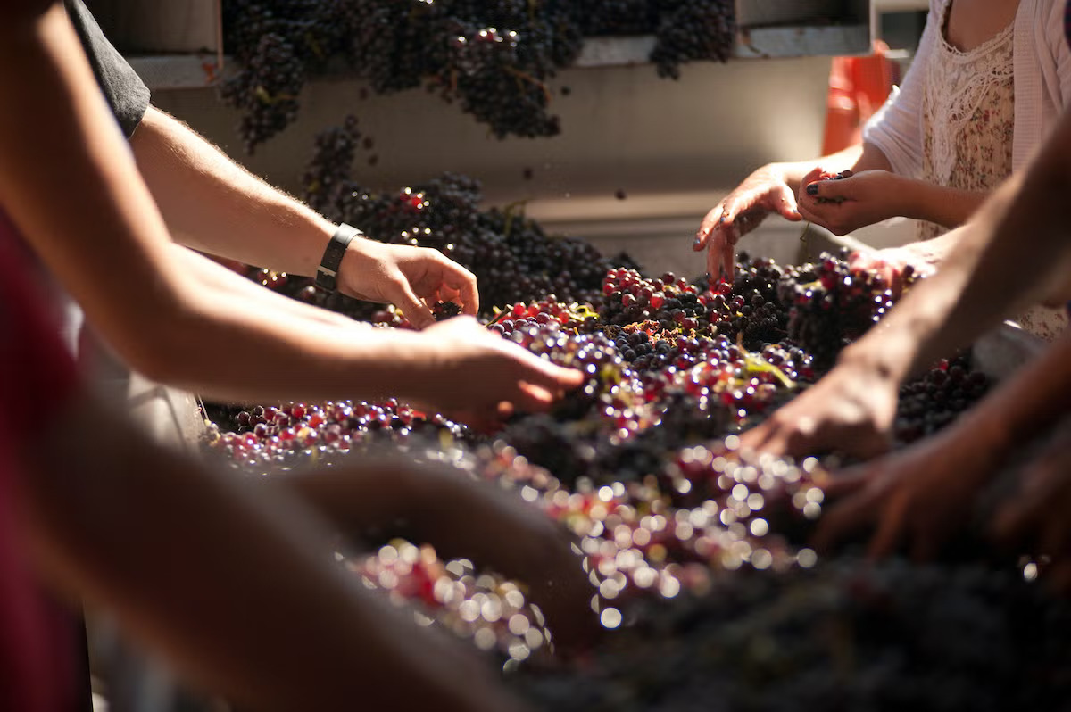 A number of hands sorting through grapes