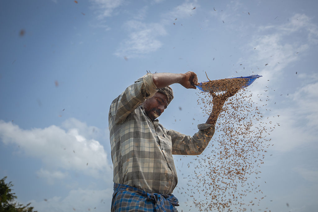 A rice farmer, photographed from below, sifts rice through a hand-held strainer