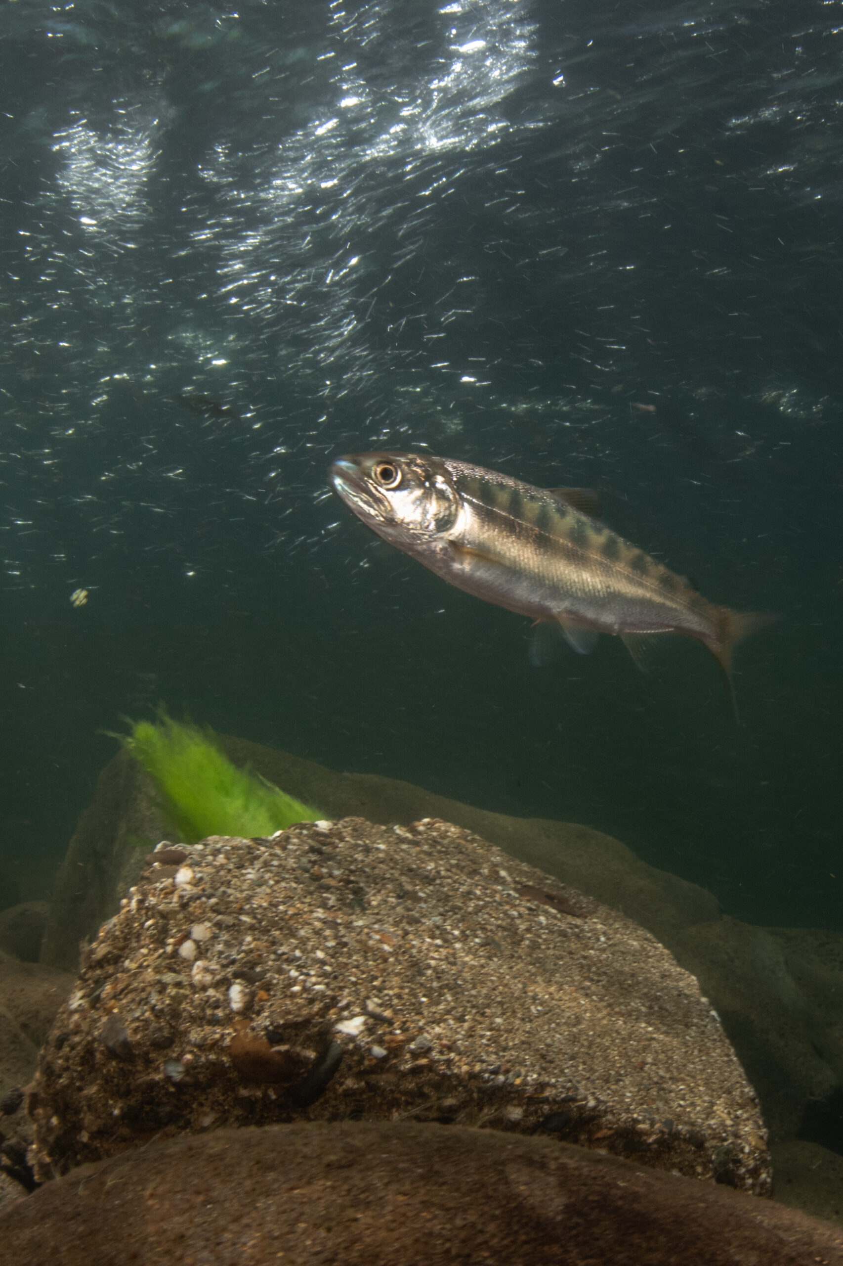 A juvenile salmon swims over a rock in the Sacramento River watershed