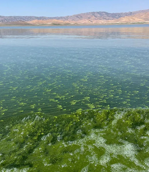 Toxi algae bloom in a reservoir