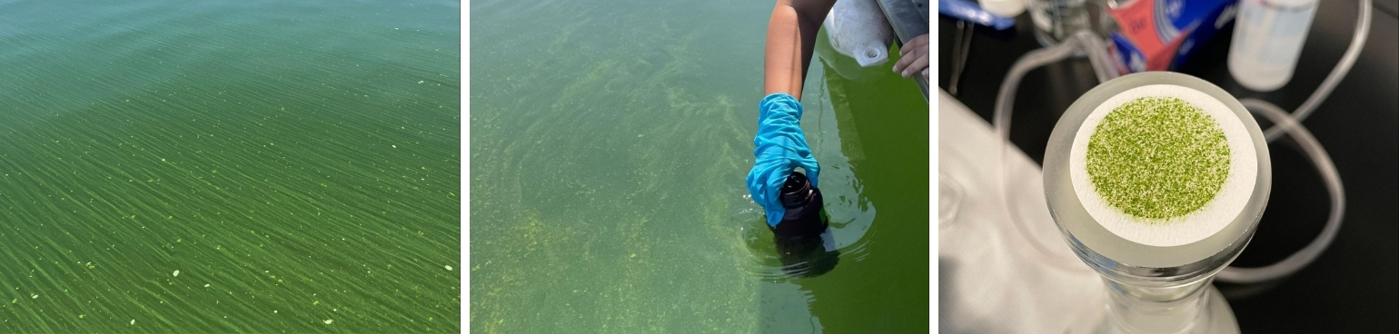 Three images in a collage: A view of toxic green algae in water; a gloved hand collecting toxic green algae water; a close up of the algae in a lab