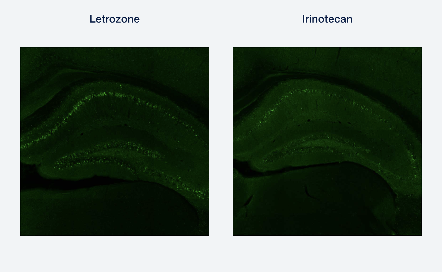 Two images side by side of green folded over another layer of green; the left is an image of a mouse's brain's tau when letrozone is administered; the right is an image of a mouse's brain's tau when irinotecan is administered