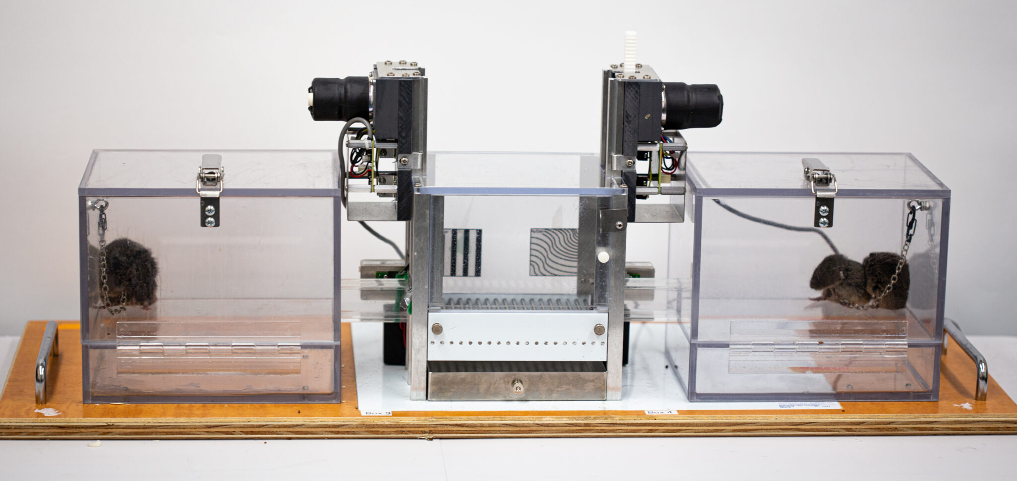 plexiglass enclosures with one vole in the left chamber and two huddling voles in the right chamber