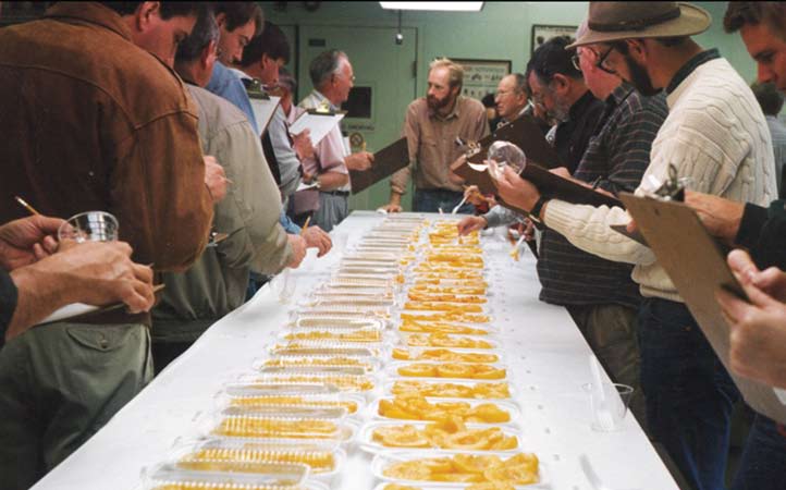 People examine peach slices set out on a table