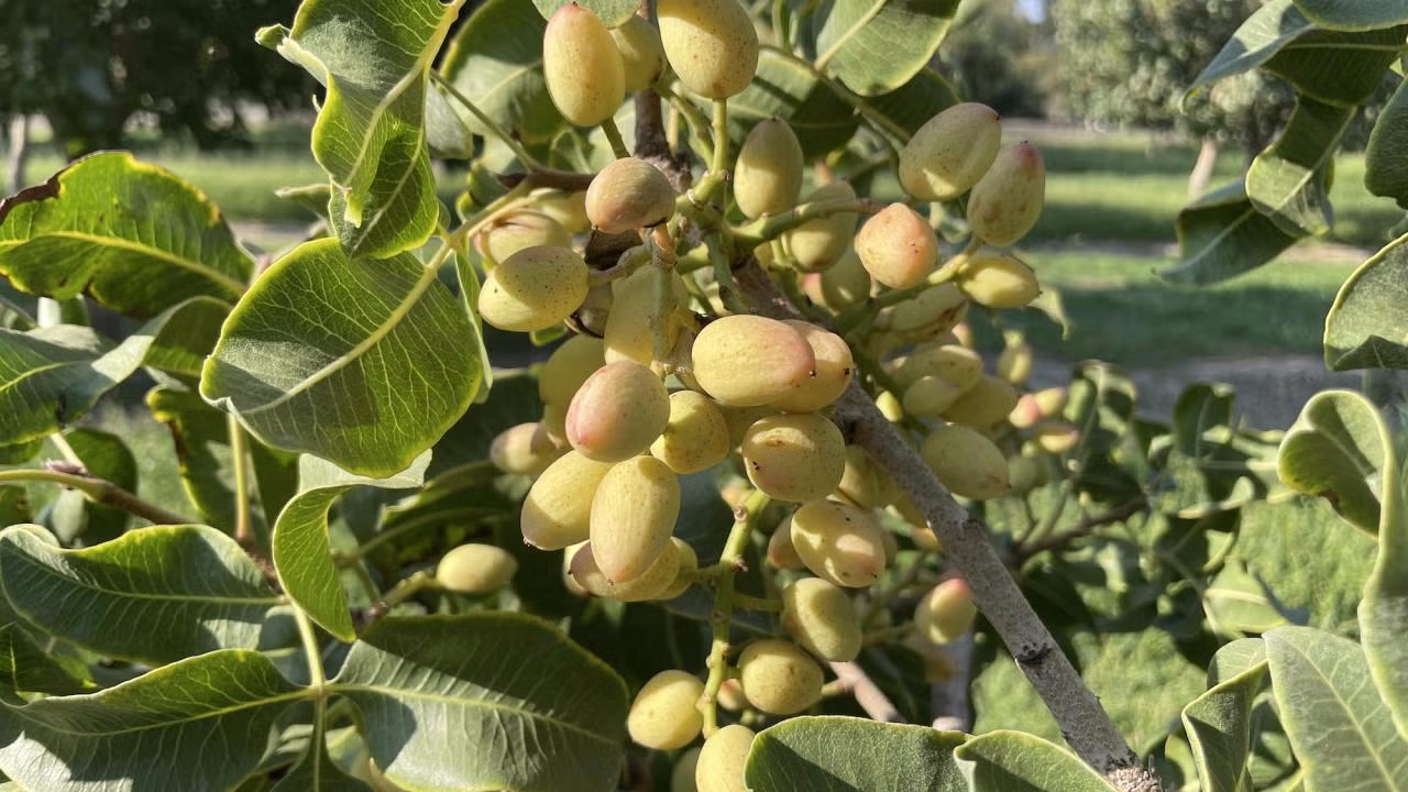 A pistachio tree with lots of pistachios on it