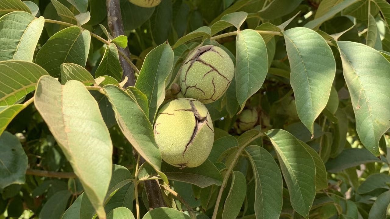Walnuts in a walnut tree