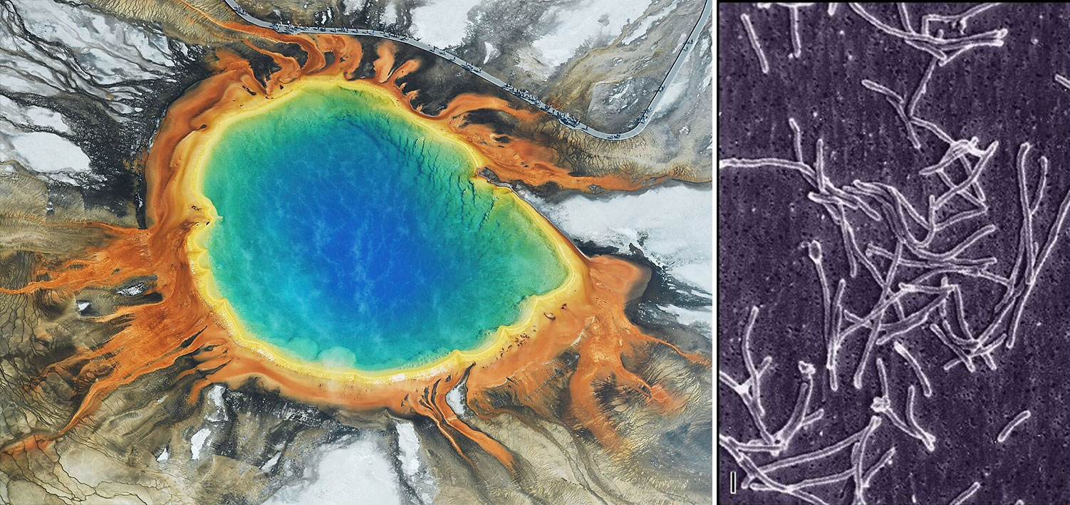 An aerial image of Grand Prismatic Spring and Yellowstone National Park, and a microscope slide of the bacteria discovered in spring water that led to the creation of PCR.
