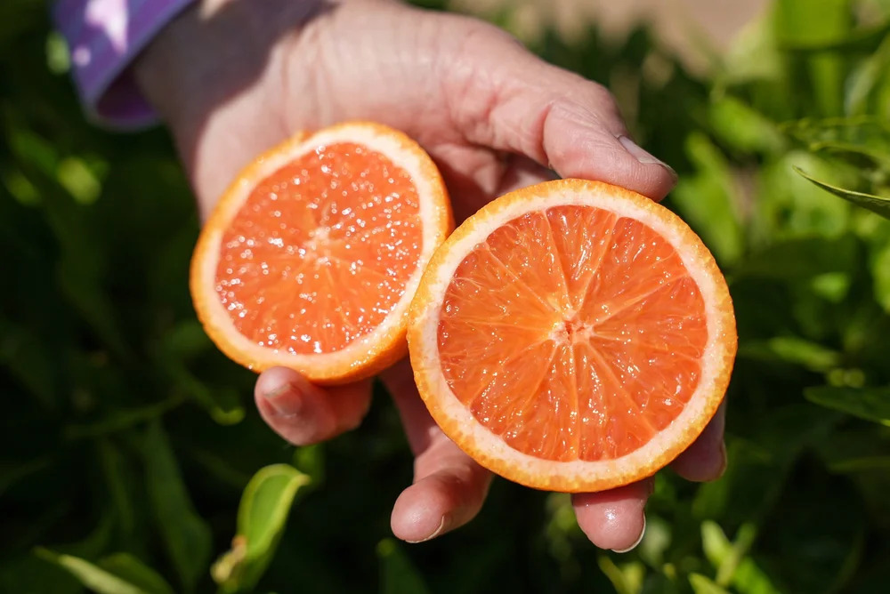 Someone's hand holds a sliced orange, brightly colored