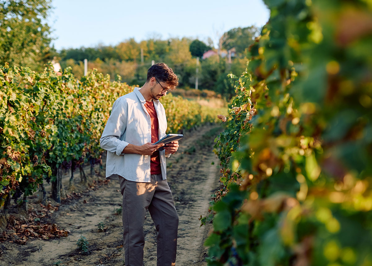 A man in glasses stands in a vineyard looking at an iPad