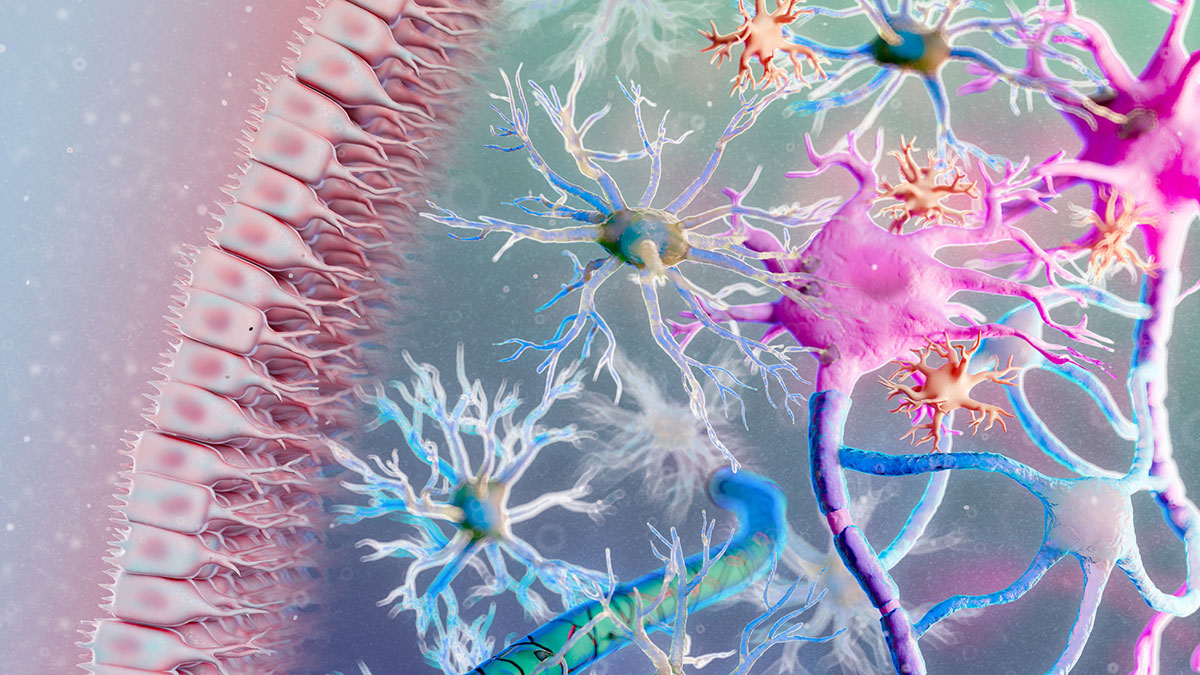 Illustration of neurons (nerve cells) and glial cells in the central nervous system. Glial cells provide support for neurons (pink). The glial cell types seen here are: ependymal cells (light pink), astrocytes (blue), oligodendrocytes (blue) and microglia (orange)
