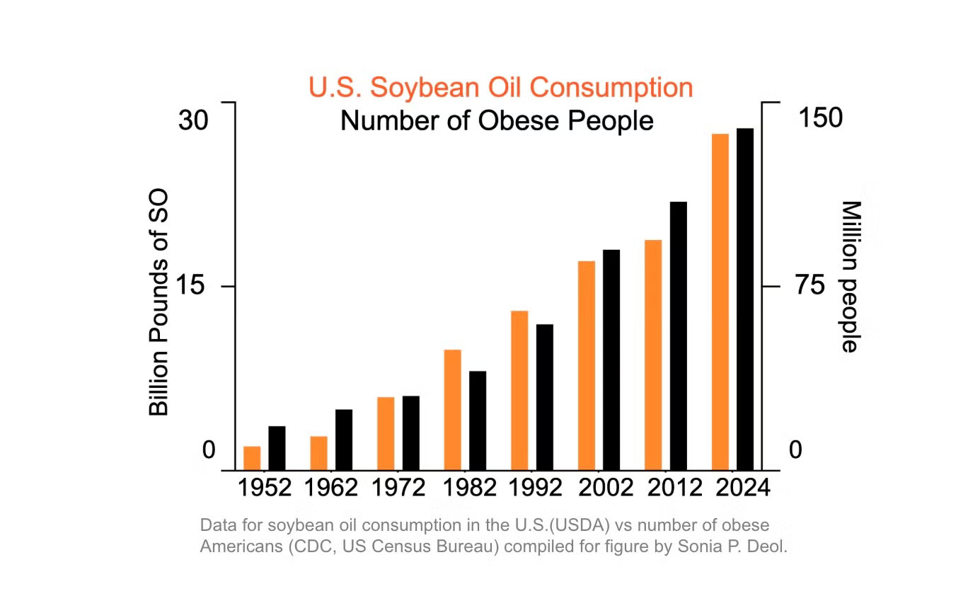 A bar graph showing increases in soybean oil consumption and U.S. obesity at roughly the same rate from 1952 to 2024