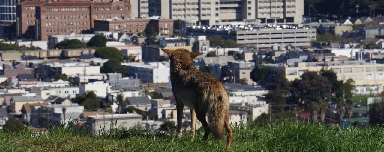 A coyote stands on a grassy hill overlooking a densely built area of San Francisco