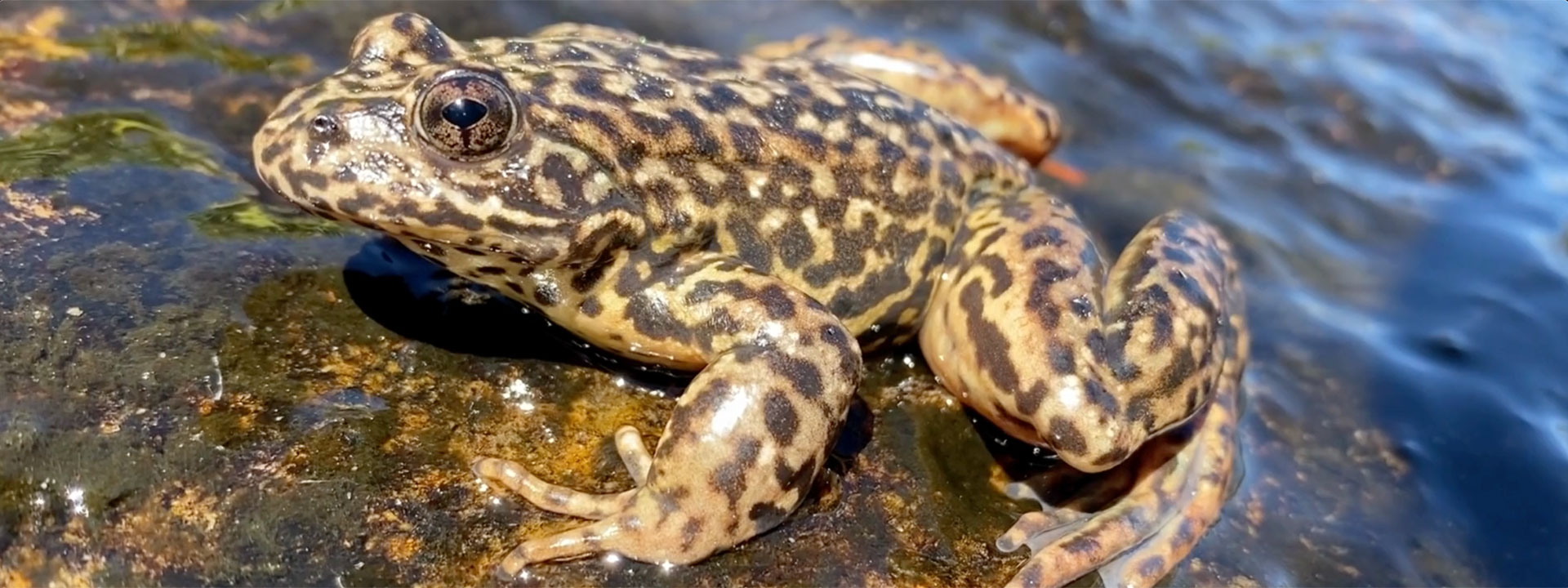 A mountain yellow-legged frog on a lake shore