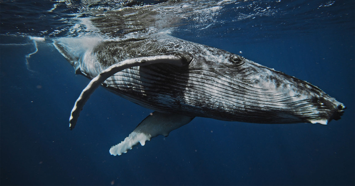 A humpback whale swims near the surface of the ocean, photographed from underwater