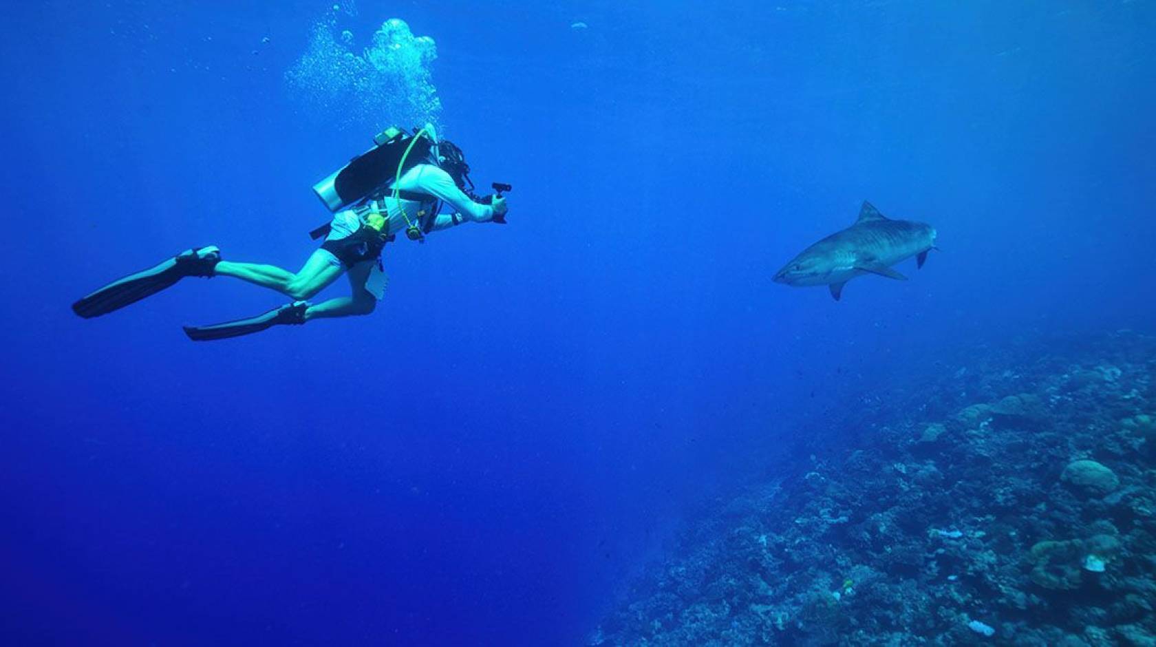 A scuba diver photographing a shark under water