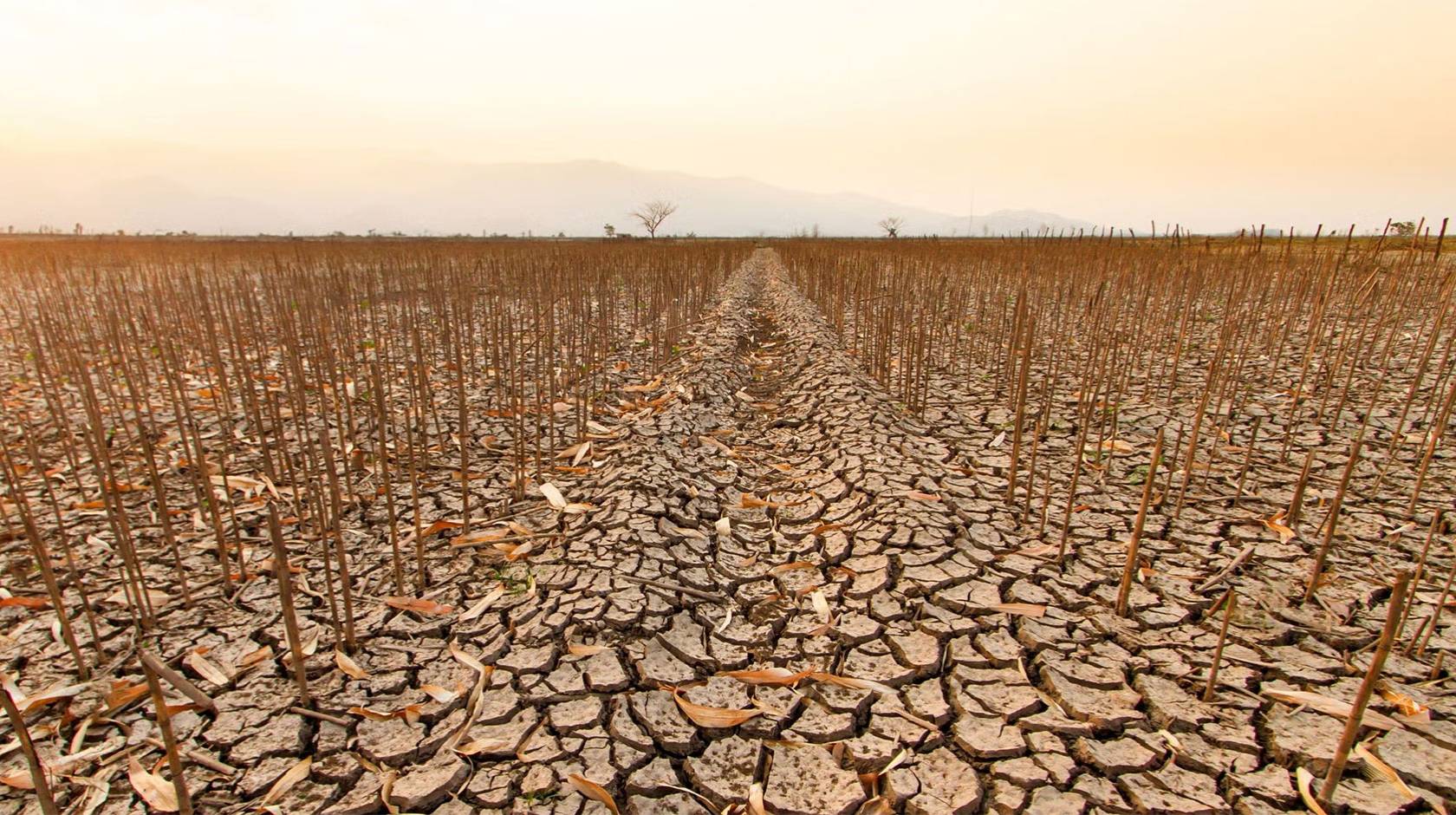 A dessicated agriculture field under a hazy sky