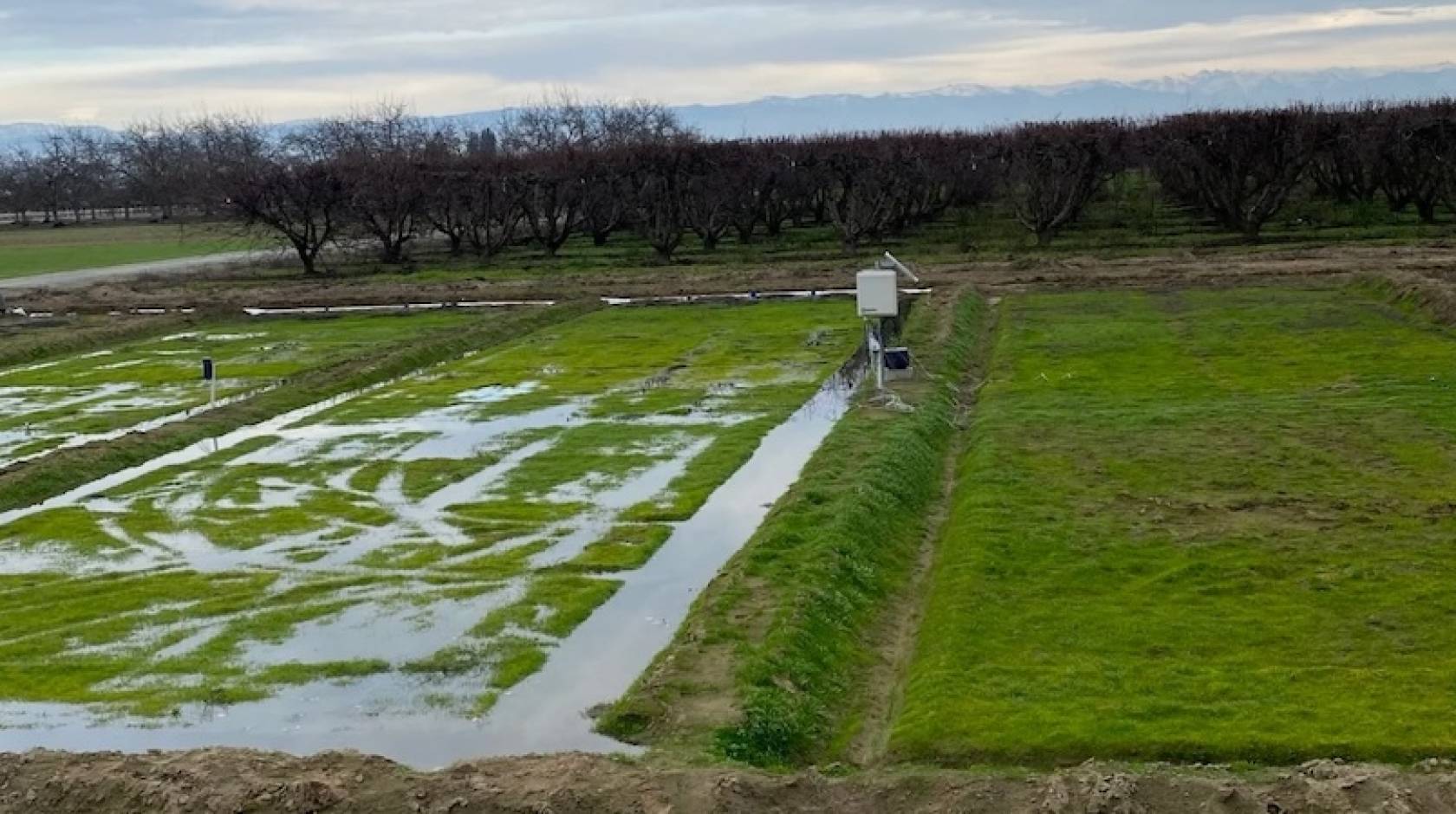 A field in an orchard somewhat flooded with water