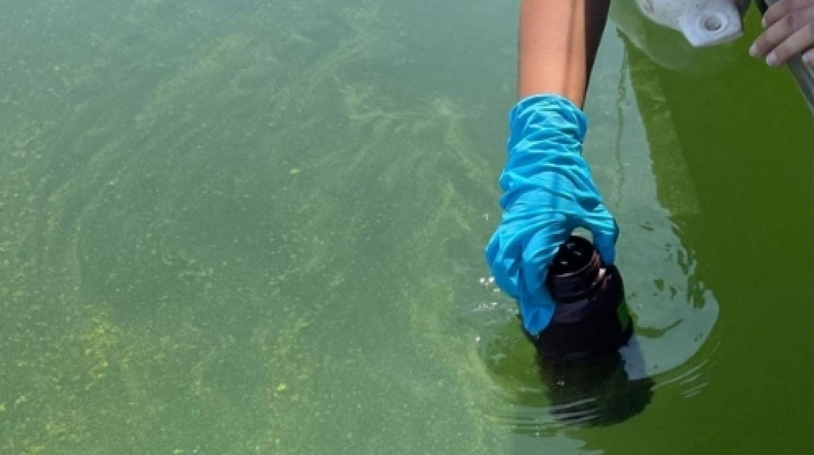 A gloved hand reaches in to collect water from a green body of water