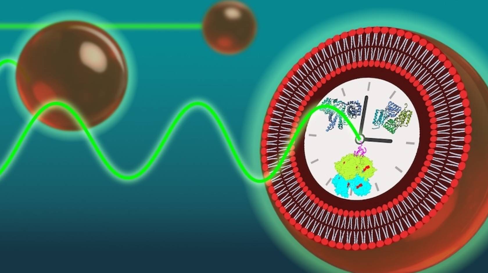 A graphic of a cell with different squiggles and clumps inside a large clock at the center; green waves and small red orbs approach it
