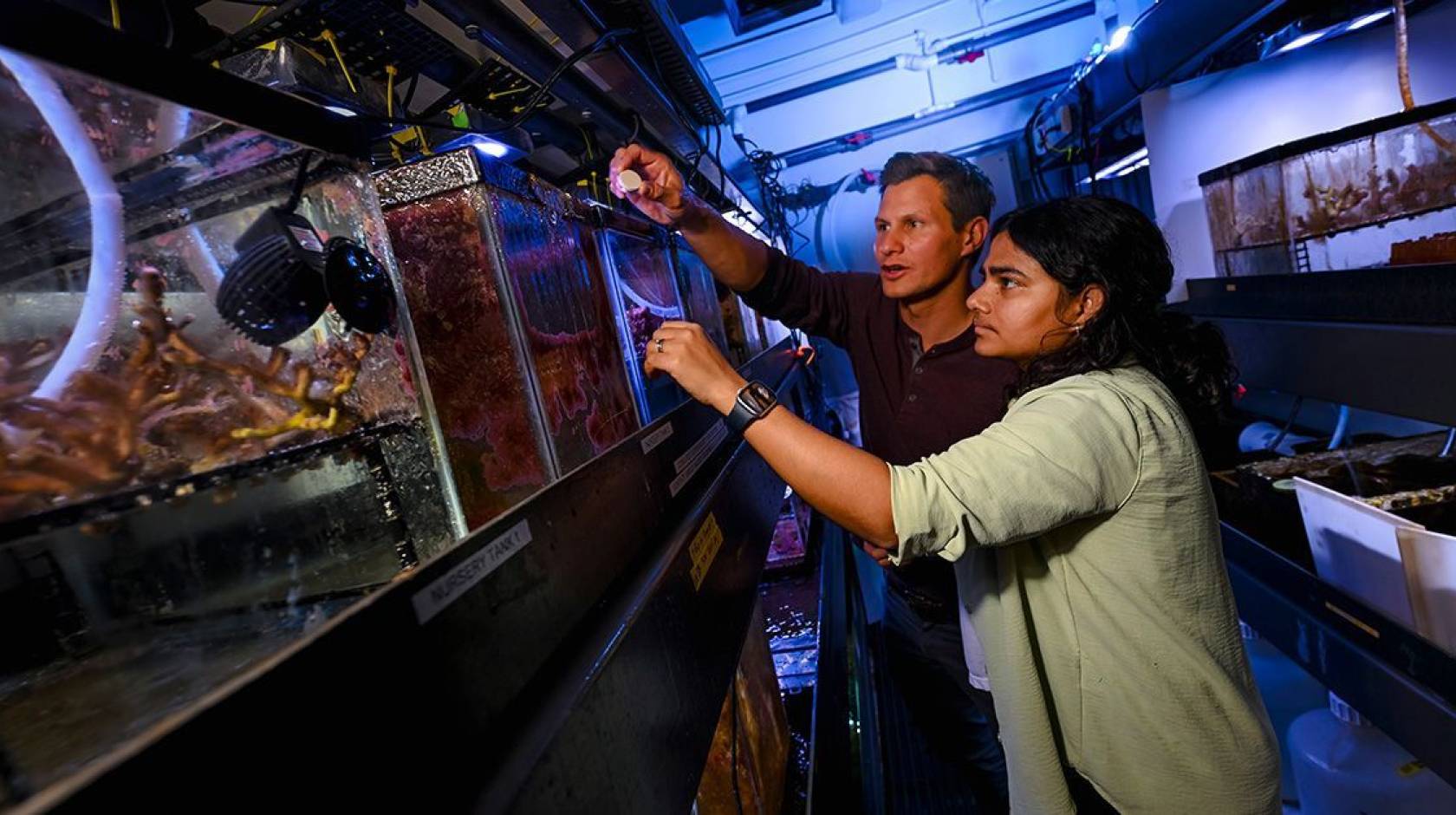 Two scientists examine coral specimens in a tank in a dark lab