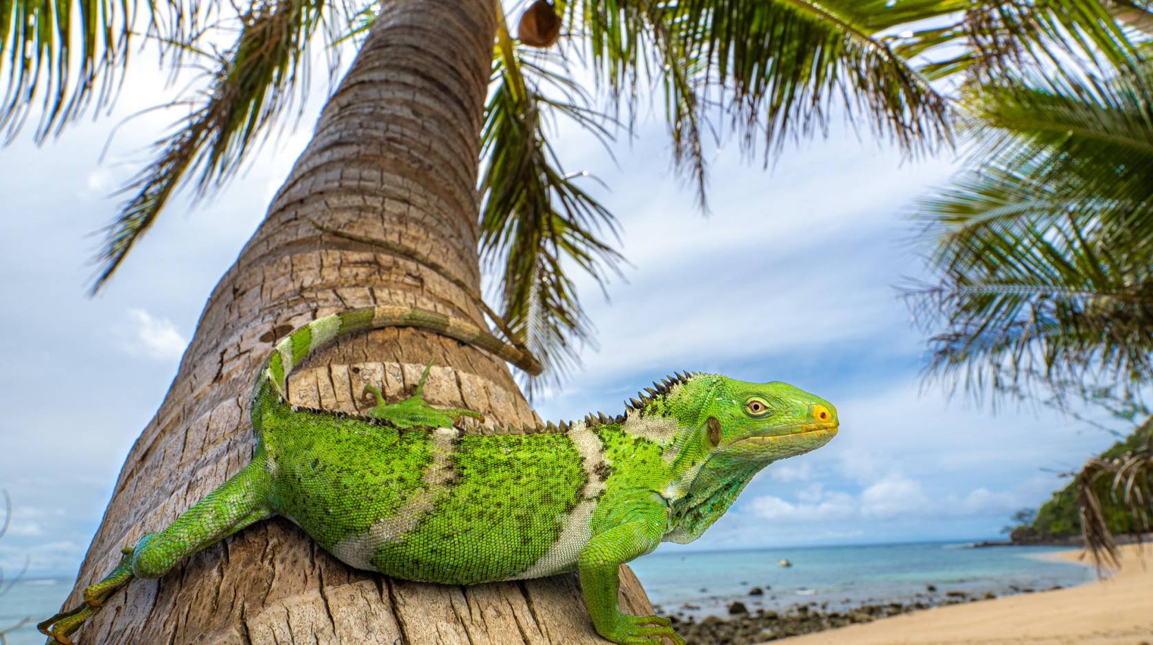 A bright iguana looking at the camera rests on a palm trunk, the ocean behind