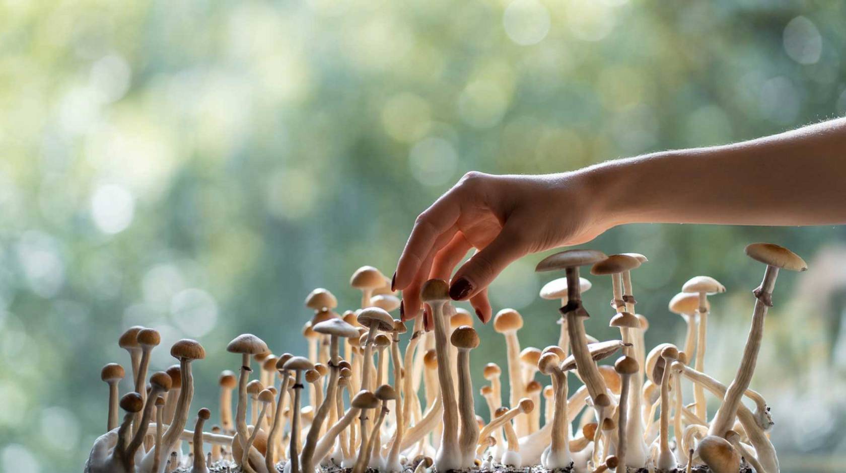 A hand reaches out toward a stand of small mushrooms