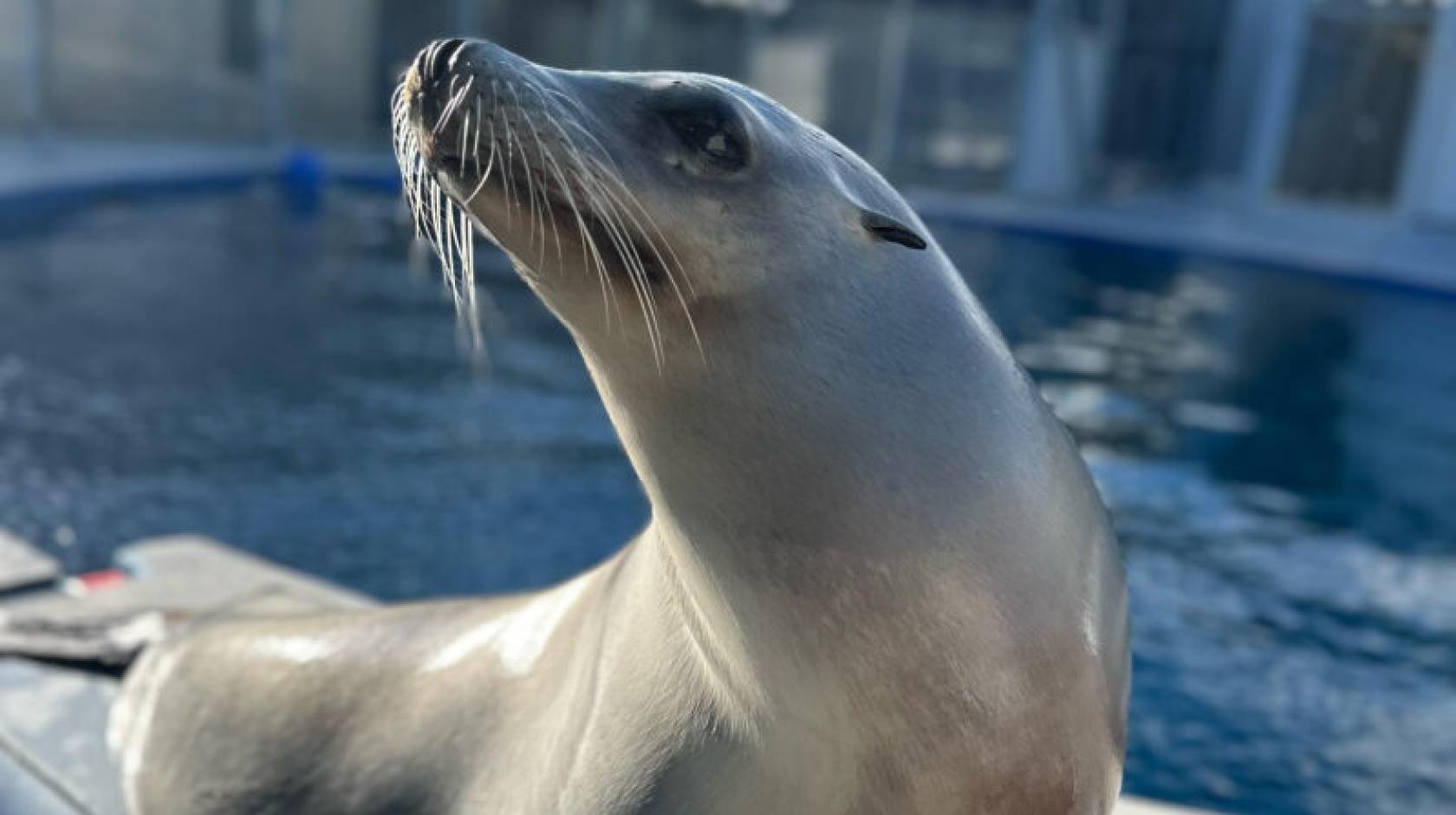A sea lion named Ronan holds up his head as if proudly on a deck in front of a pool