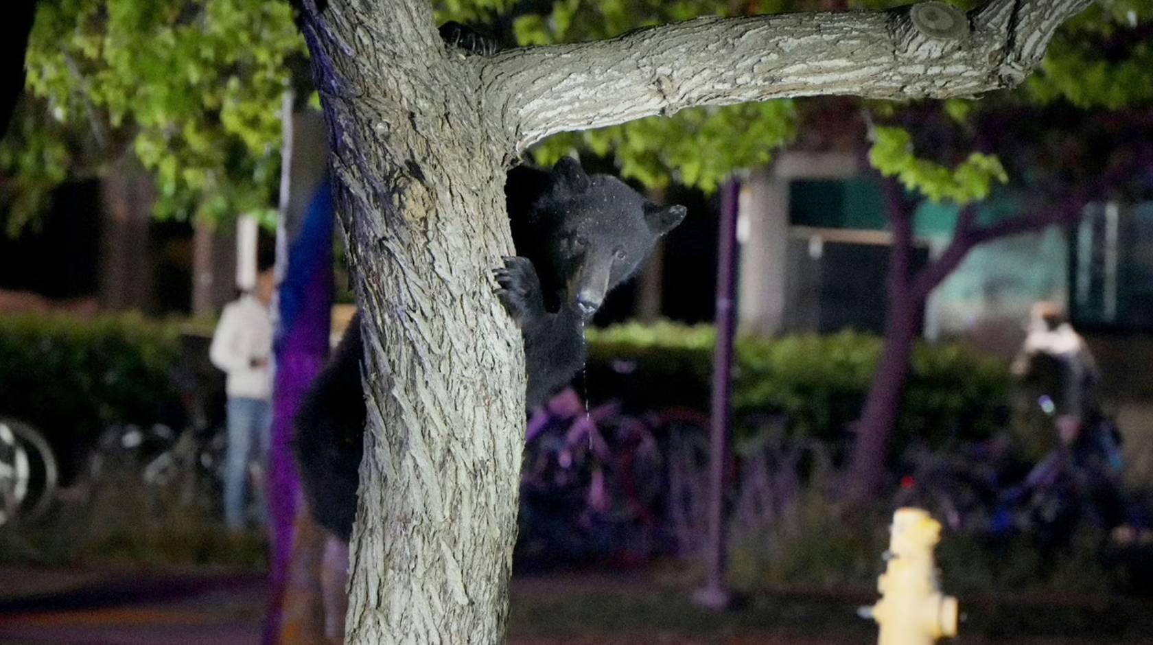 A young bear holds onto a tree trunk on campus at night, a person out of focus behind him