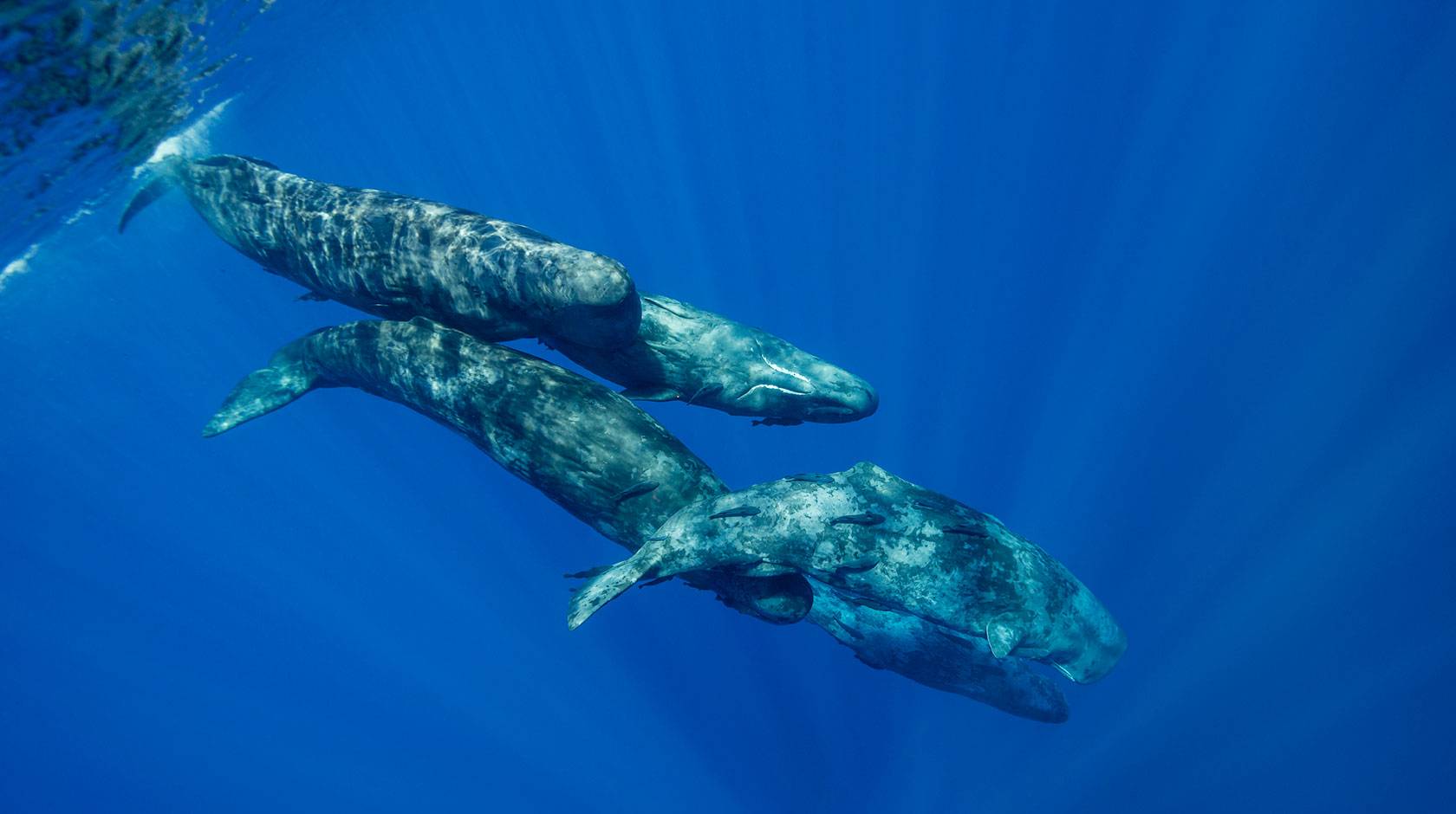 A mother sperm whale and 2 calves swim close to the surface in a brilliant blue sea