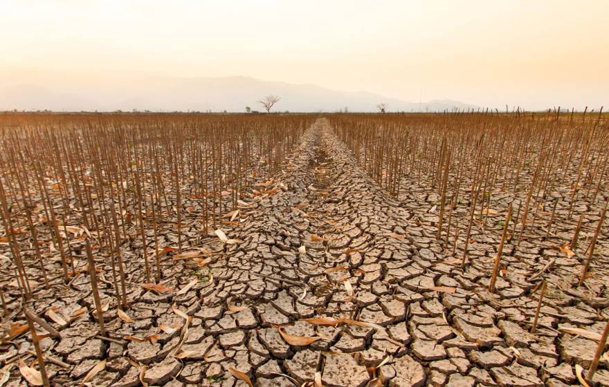 A dessicated agriculture field under a hazy sky