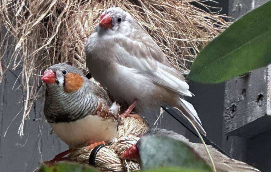 2 zebra finches, with white bellies, gray backs and orange cheeks, sit close together on a nest in a box.