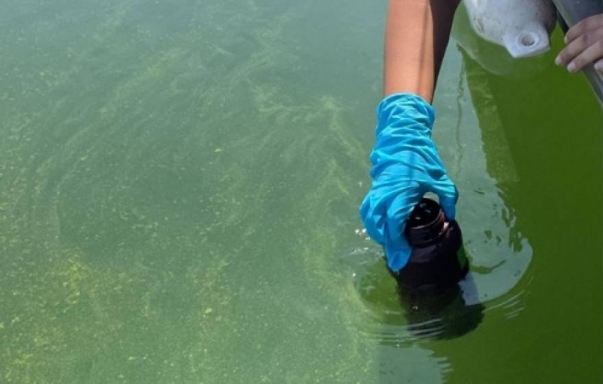 A gloved hand reaches in to collect water from a green body of water