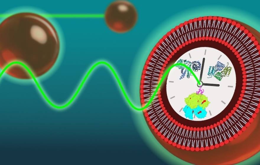 A graphic of a cell with different squiggles and clumps inside a large clock at the center; green waves and small red orbs approach it