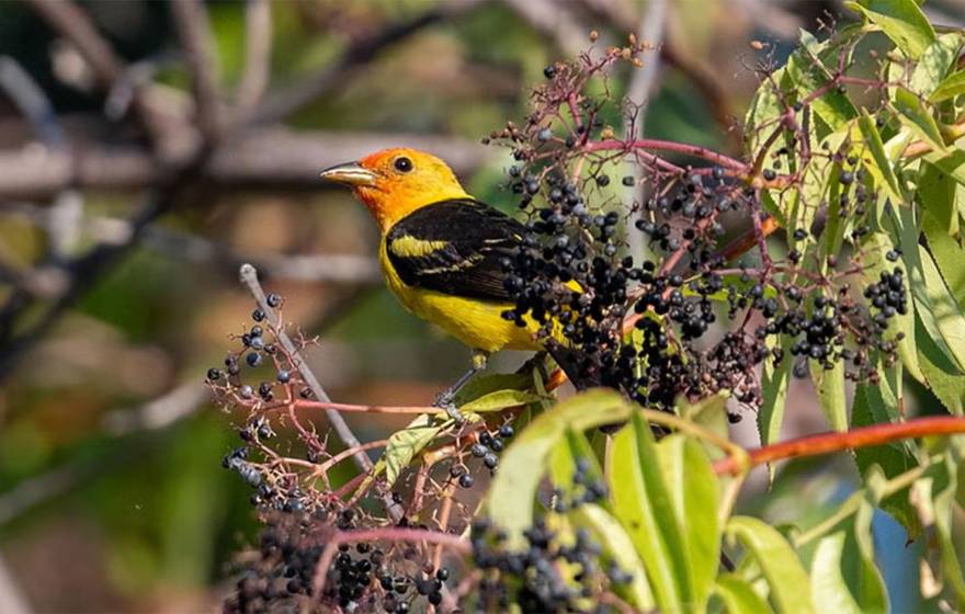 A songbird in a tree