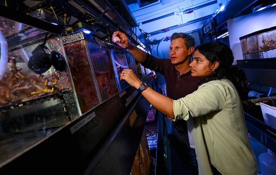 Two scientists examine coral specimens in a tank in a dark lab