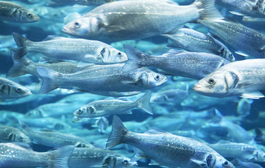 A school of sea bass