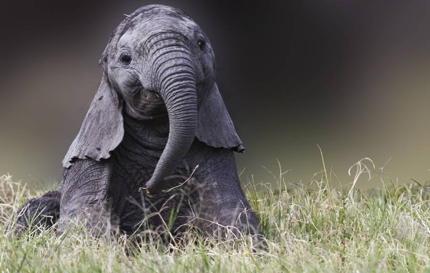A baby elephant sits with its ears down like a puppy and plays with its trunk