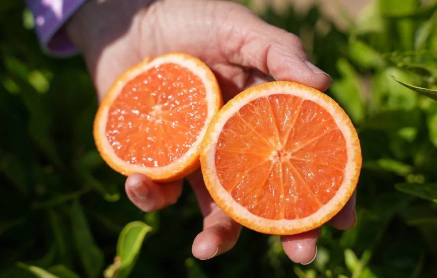 A bright rosy-red orange sliced in half, held in a hand