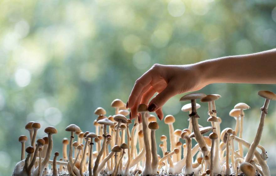 A hand reaches out toward a stand of small mushrooms