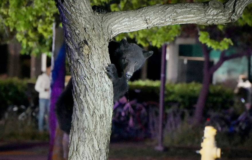 A young bear holds onto a tree trunk on campus at night, a person out of focus behind him