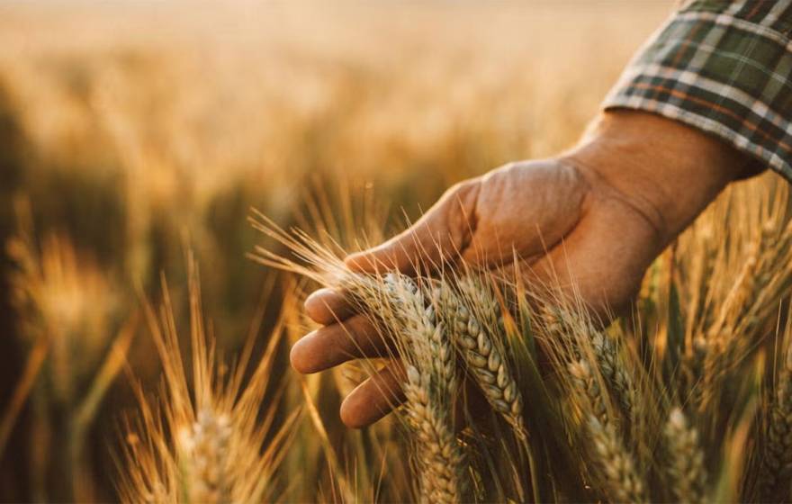 A hand holding wheat in a gold-lit field