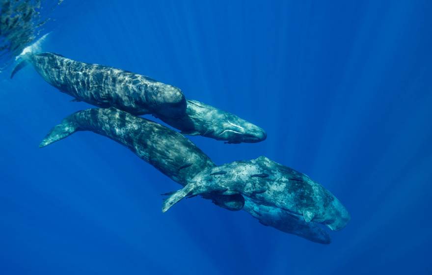 A mother sperm whale and 2 calves swim close to the surface in a brilliant blue sea